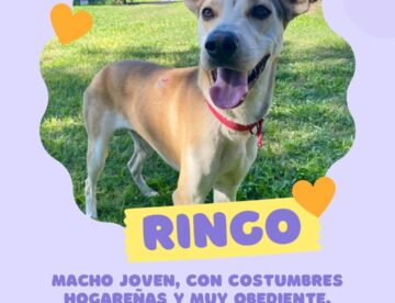 ¿Ayudamos a ringo a encontrar una familia?