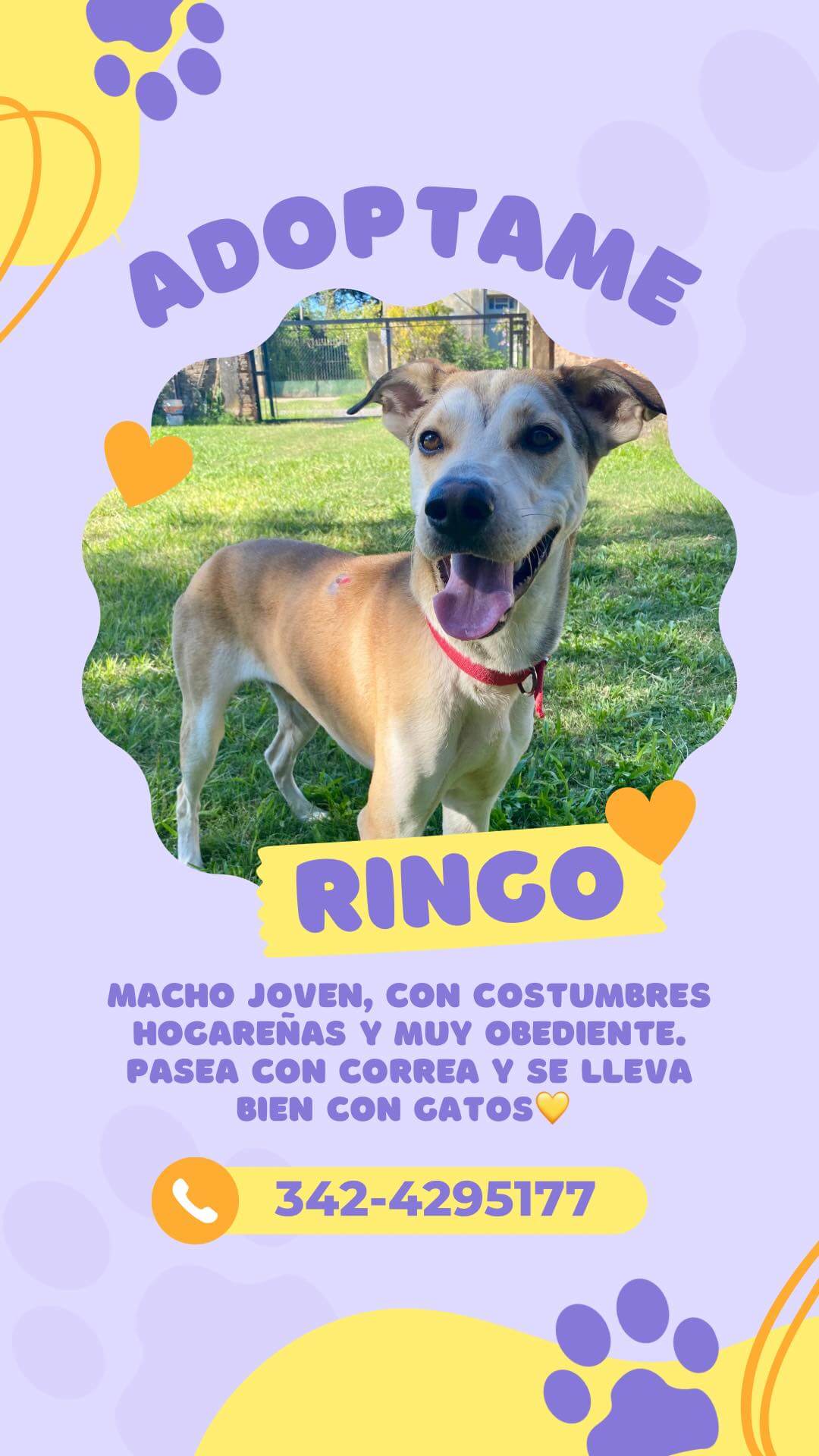 ¿Ayudamos a ringo a encontrar una familia?