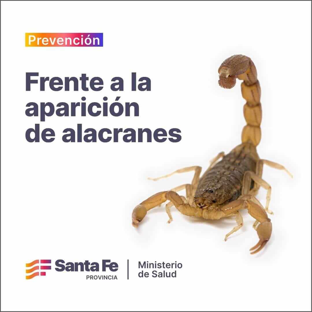 🦂 PREVENCIÓN Y CUIDADOS ANTE LA PRESENCIA DE ALACRANES