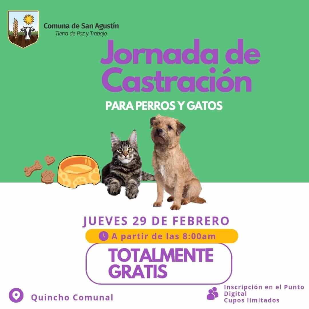 🐾 ¡Atención San Agustín! Castraciones Gratuitas para Perros y Gatos 🐶😺