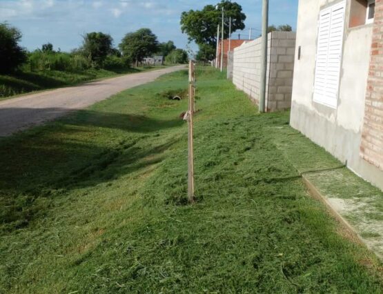 Forestamos 40 árboles 🌳 en San Agustín 🌱