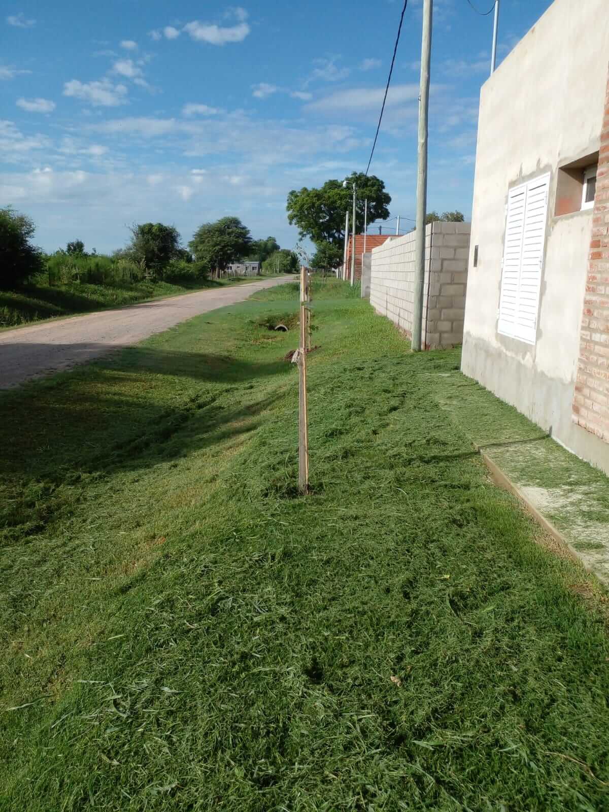 Forestamos 40 árboles 🌳 en San Agustín 🌱