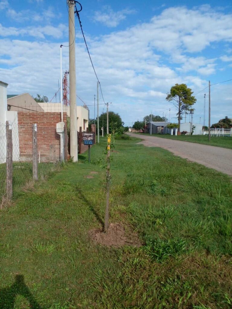 Forestamos 40 árboles 🌳 en San Agustín 🌱