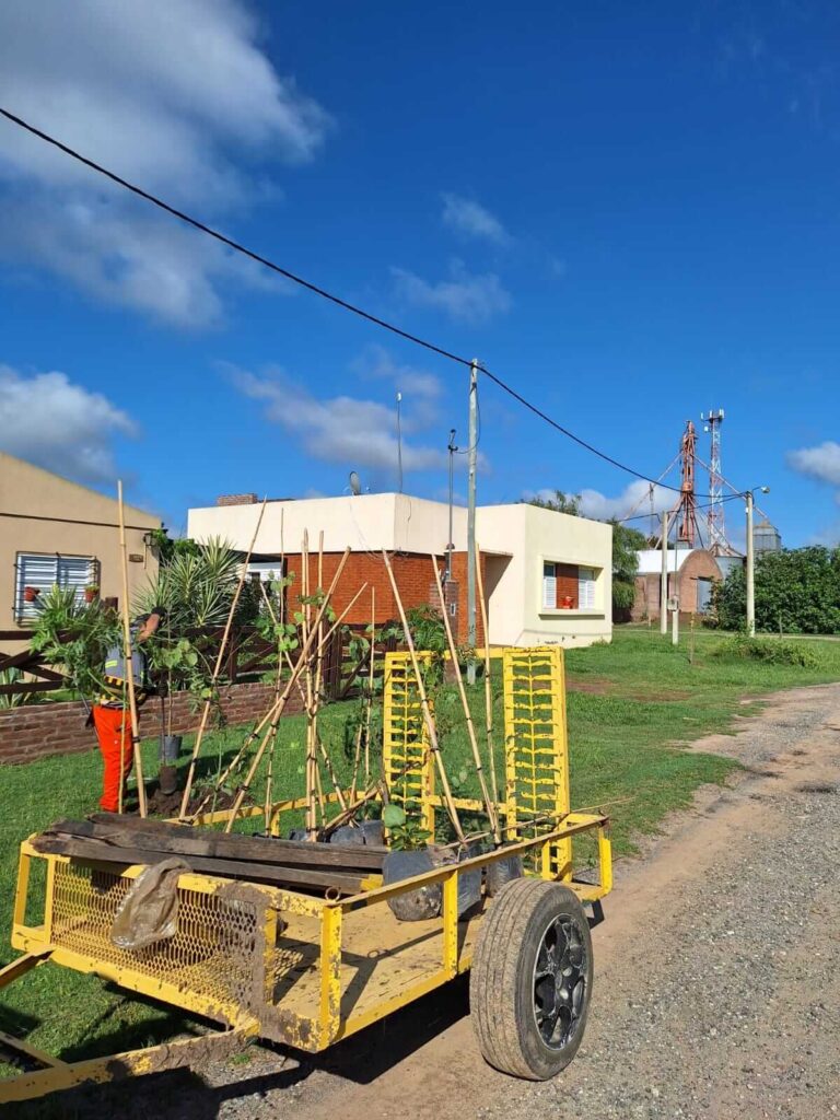 Forestamos 40 árboles 🌳 en San Agustín 🌱