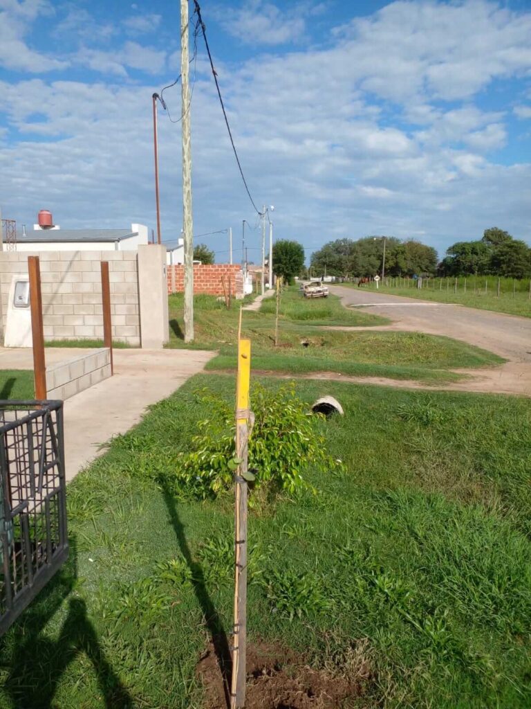 Forestamos 40 árboles 🌳 en San Agustín 🌱