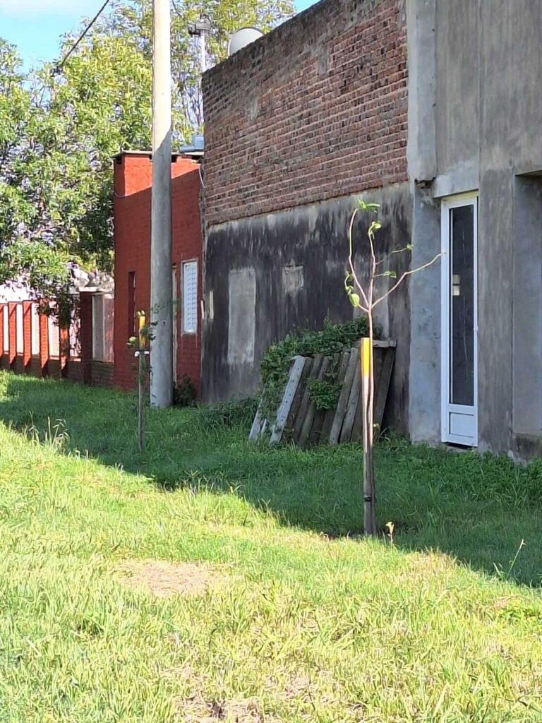 Forestamos 40 árboles 🌳 en San Agustín 🌱