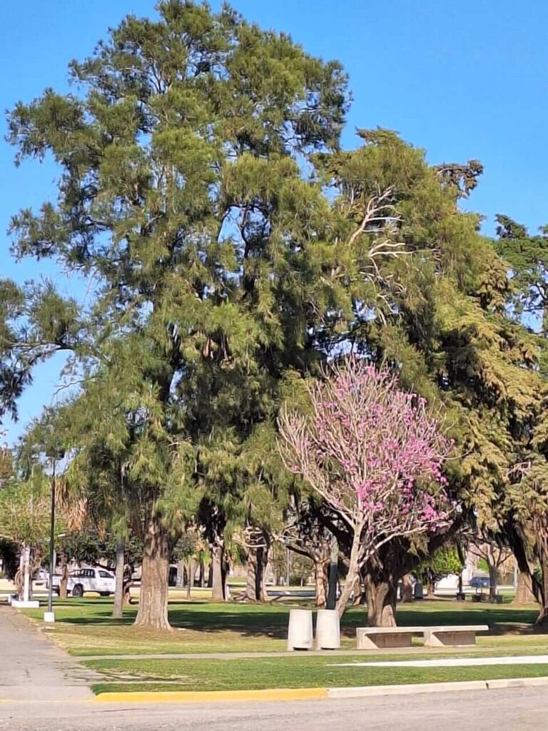 Hoy comienza la primavera y la Comuna lo sabe 💐