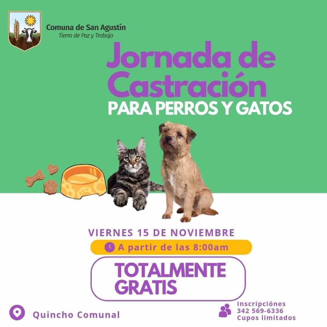 🐾 Jornadas de castraciones gratuitas para perros y gatos🐶😺